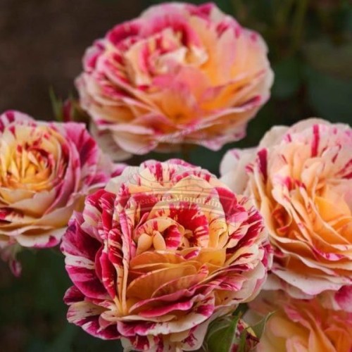 1 Professional pack, 450 seeds / pack,  GEORGE BURNS ROSE FLOWERS,  ROSE BUSH FLORIBUNDA PINK YELLOW WHITE