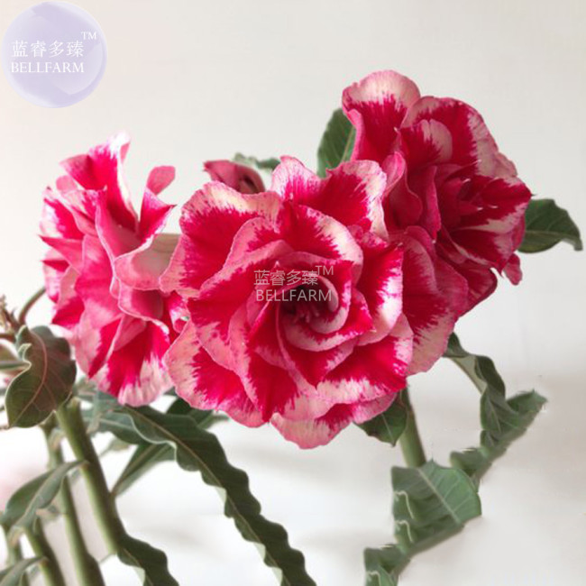 BELLFARM Adenium 'Tea' Types Red White Flower Seeds, 2 seeds, 7-layer big blooms bonsai home desert rose plants E4290