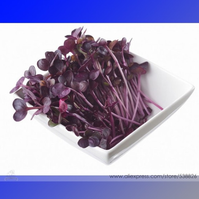 Heirloom Sango Purple Radish Sprouting Vegetable Seeds, Professional Pack, 150 Seeds / Pack, The Best Microgreen Indoor #NF761