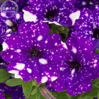 Petunia Blue Sky Petunia Seeds, 200 Seeds, Professional Pack, annual blue petals with white spot flowers E4136