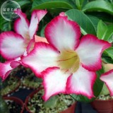 BELLFARM Adenium seeds, only 1 Seed, big blooms colorful desert rose a must for home garden E4191