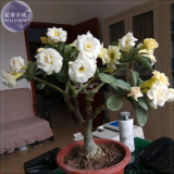 BELLFARM Adenium White Yellow Bonsai Tree Flower Seeds, 2 seeds, 4-layer desert rose fragrant big blooms