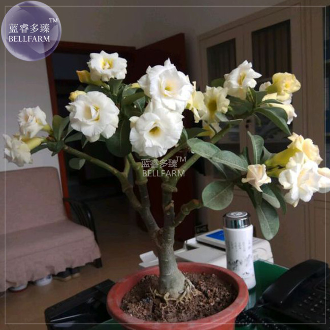 BELLFARM Adenium White Yellow Bonsai Tree Flower Seeds, 2 seeds, 4-layer desert rose fragrant big blooms