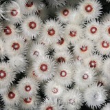 Syncarpha Vestita Cape Slow a Cluster of White Flower with Red White Eye, 5 Seeds, very rare imported seeds TS271T