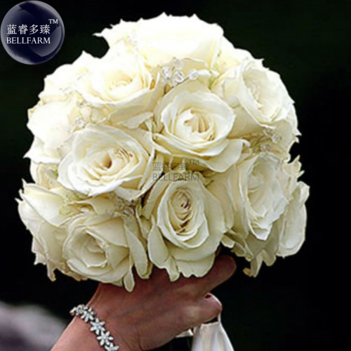 BELLFARM Rose Purely White European Flower Seeds, 50 Seeds, light fragrant flower for marry E4262