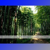 1 Professional Pack, approx 35 Seeds / Pack, Moso Bamboo Seeds Phyllostachys Pubescens Giant Mao Bamboo #NF347