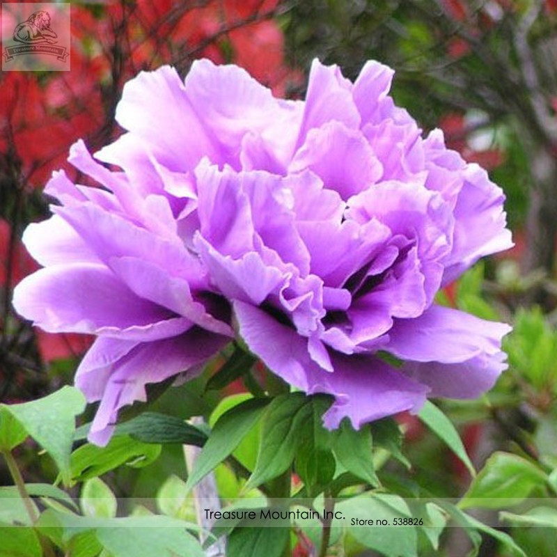 US$ 0.73 - Heirloom 'Xin Shou' Light Purple Peony Plant Flower