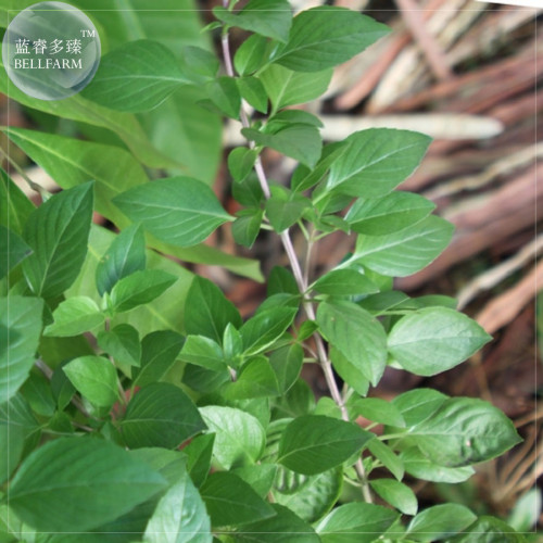 BELLFARM Heirloom Lime Basil (Ocimum Basilicum) Seeds, 20 Seeds, Lime scented green leaves E4242
