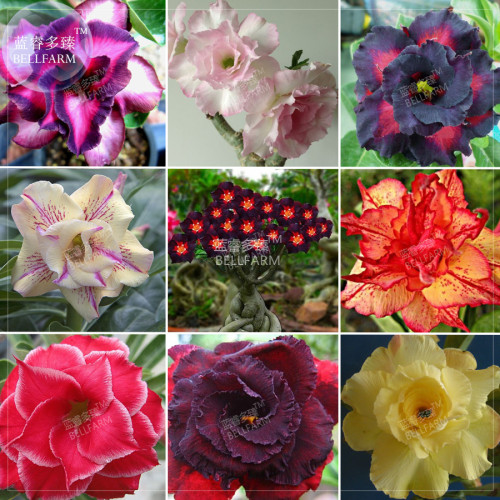 BELLFARM Adenium Mixed 9 Types Double Petals Flower Seeds, 100 seeds / pack, professional pack, heirloom beautiful desert rose