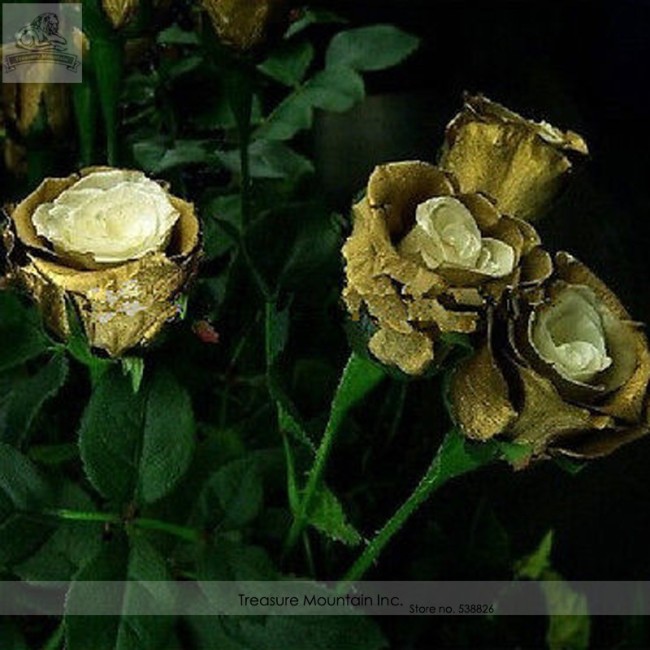 Rare Golden Rose Flower Shrub Seeds, Al Pack, 50 Seeds, Perennial Garden Plantings