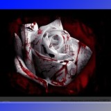 The Rarest White Blood Rose Plant Flower True Seeds, Professional Pack, 50 Seeds / Pack, Light Fragrant Garden Flower #NF721