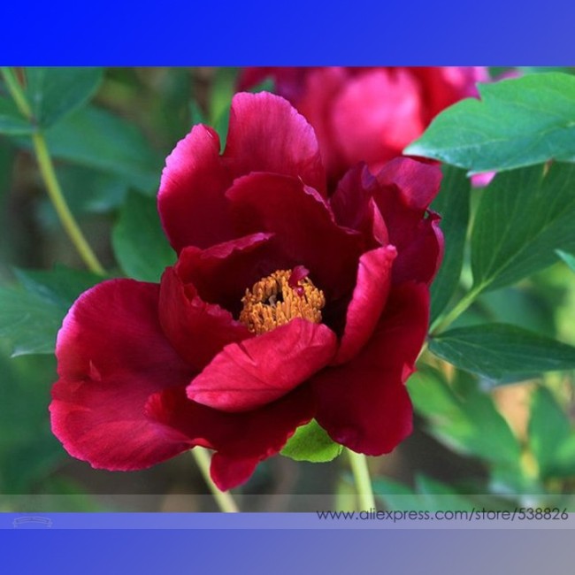 Rare Dark Red Monopetalous Louyang Peony Flower Seeds, Professional Pack, 5 Seeds / Pack, Strong Fragrant Peony Flower #NF648