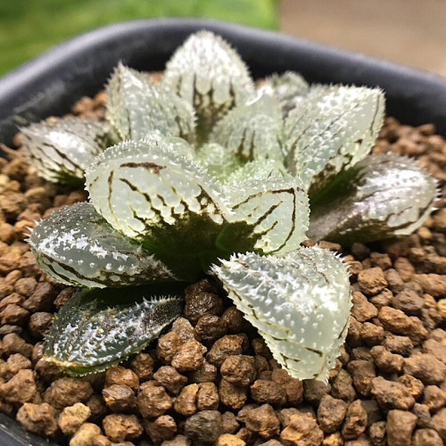 BELLFARM Haworthia truteriorum Hybrids Gray Semilucent White Bonsai Succulent Seeds