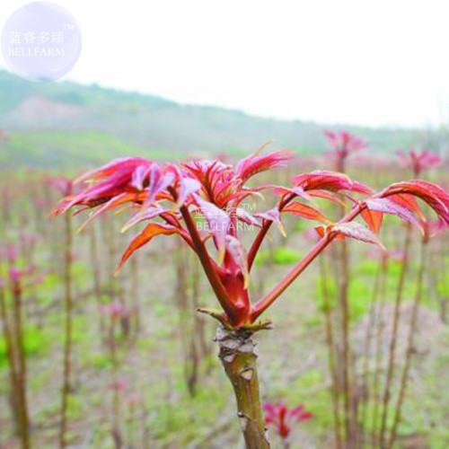 BELLFARM Cedrela Sinensis Chinese Toon Organic Vegetable Seeds, 50 seeds, professional pack, tasty organic toona