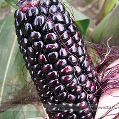 Suntava Full Season Purple Hybrid Corn Seeds, Professional Pack, 10 Seeds / Pack, Edible Non-gmo Maize #NF979