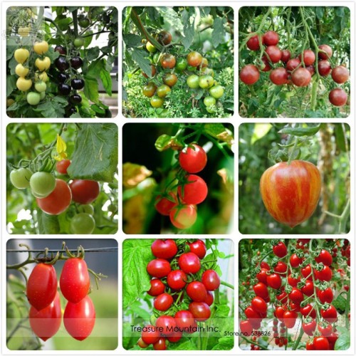 TM Mixed Heirloom 9 Types Edible Cherry Tomato Seeds, Professional Pack, 100 Seeds / Pack, Very Sweet Delicious TS115