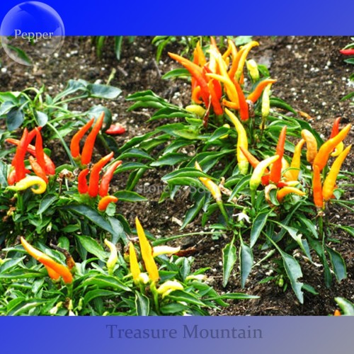 100% Genuine Capsicum Dream Sally Ornamental Pepper, 15 seeds, colorful bonsai vegetables TS239T