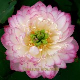 1 Professional Pack, 1 seeds / pack, Luoyang Peonies Lotus Pink Nelumbo Nucifera DIY #NF207
