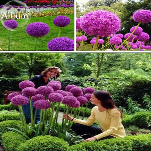 Herilloom Allium Giganteum Giant Onion with Purple Flowers, 20 Seeds, very beautiful flowers mosquito dispeller E3610