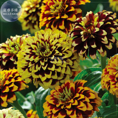 BELLFARM Zinnia Haageana Jazzy Mixed Flower Seeds, 100 seeds, professional pack, stunning bi-coloured blooms home garden