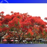 Heirloom Delonix Regia Purple Red Flame Tree Seeds, Professional Pack, 10 Seeds / Pack, very beautiful flowers TS205T