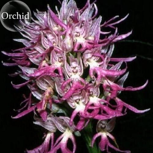 Rare Human Face Orchid Perennial Plant Flowers, 100 Seeds, light up garden E3619