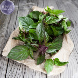 BELLFARM Thai Basil Seeds, 20 Seeds, a distinctive and pungent basil cultivar E4235