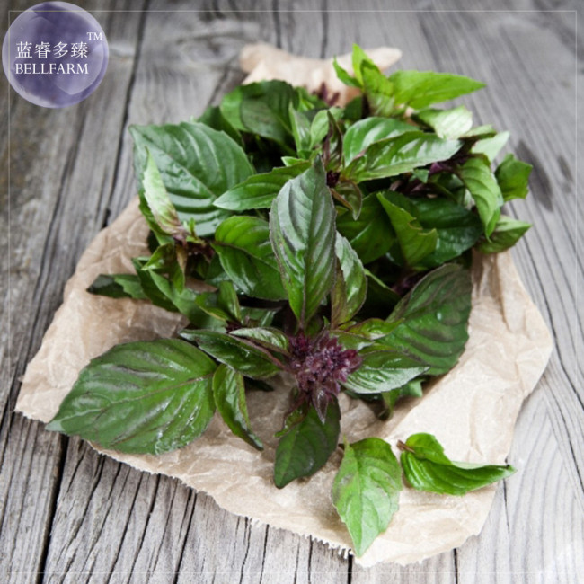 BELLFARM Thai Basil Seeds, 20 Seeds, a distinctive and pungent basil cultivar E4235