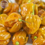 BELLFARM Orange Yellow Habanero Pepper Capsicum Seeds, 28 Seeds, hot chilli ornamental vegetables E4212