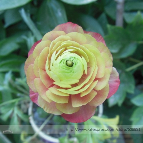 Rare 'Sang Ye Mudan' Red Pink Yellow Green Peony Plant Seeds, Professional Pack, 5 Seeds / Pack, Long Blooming Flowers