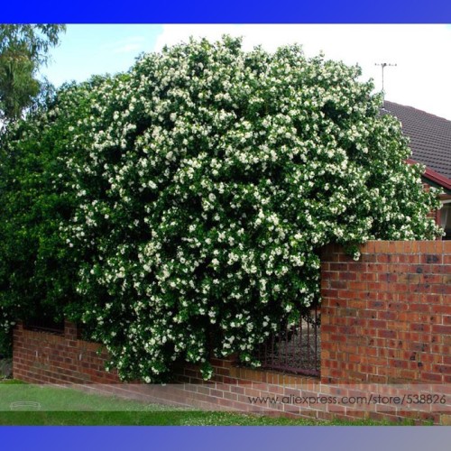 Heirloom 100% True Orange Jasmine Shrub with Fragrant White Flower Seeds, Professional Pack, 20 Seeds / Pack, Murraya Paniculata