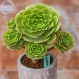 BELLFARM only 10 pieces Aeonium Aureum Seeds, 'Green Rose Buds' Succulents BD014H