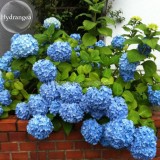 Rare Blue Bonsai Hydrangea Flower Perennial Plant, 15 Seeds, strong interest beautiful hydrangea hortensia light up your garden