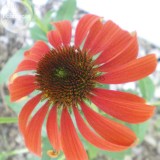 Rare 'Cheyenne Spirit'  Mixed Echinacea Coneflower, 100 seedas, ornamental perennial flowers long blooming E3852