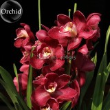 Rare Wild Orchids Dark Red Colors Perennial Flowers, 100 Seeds, light fragrant indoor potted landscape E3627