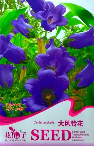 Canterbury Bells Perennial Flower Seeds, Original Pack, 30 Seeds / Pack A267