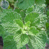 BELLFARM Imported Horehound Seeds, Professional Pack, 20 Seeds, widely used to flavor juices E4224