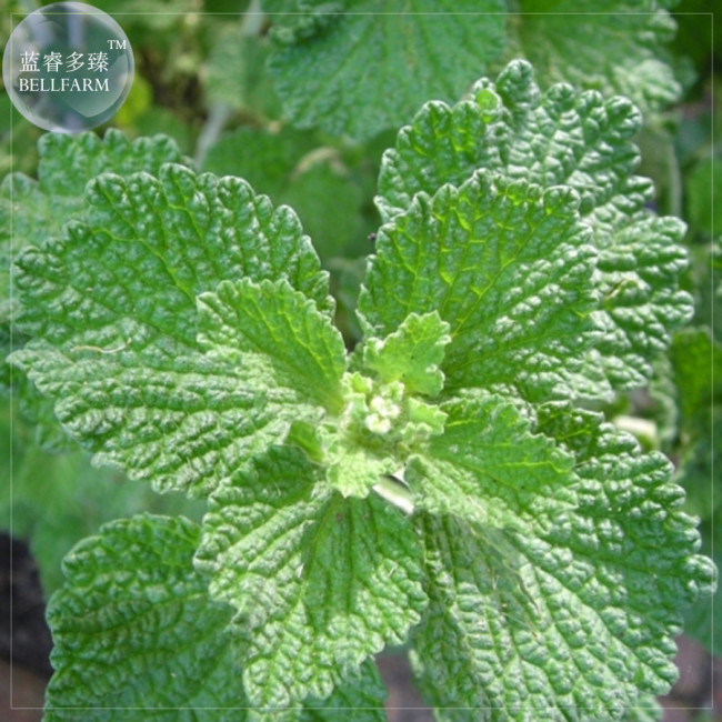 BELLFARM Imported Horehound Seeds, Professional Pack, 20 Seeds, widely used to flavor juices E4224