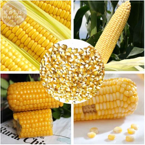BELLFARM Corn (Super Sweet Juicy, Yellow Sweet Glutinous, white sweet glutinous, Jingke white ) Seeds, 18 Seeds, edible BD069H