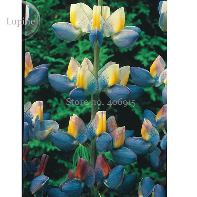 Heirloom Yellow Blue White Lupine Flowers, 20 Seeds, very beautiful Dull Ice Flower garden flowers E3689