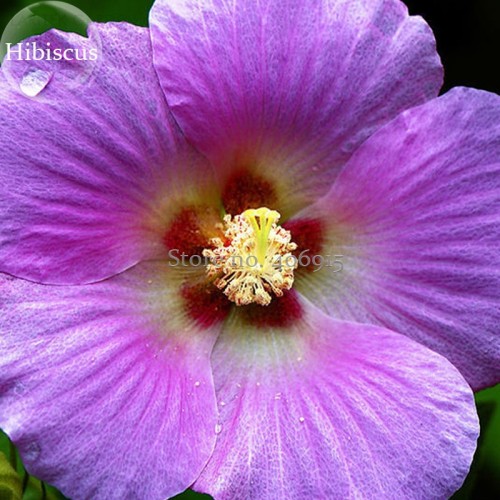 Rare Mix Colors Giant Hibiscus Seeds Potted Plant Perennial Flowers, 20 Seeds, rose mallow light up your garden E3636