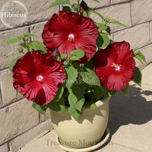 Heirloom Deep Red Hibiscus Bonsai Seeds, 20 Seeds, very beautiful flowers TS220T