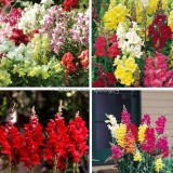 Rare Colorful Snapdragon Flower Mixed Antirrhinum Majus, 50 Seeds, long flowering light up your garden E3613