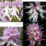 Rare Human Face Orchid Perennial Plant Flowers, 100 Seeds, light up garden E3619