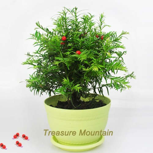 1 Professional Pack, 20 Seeds / Pack, Rare Taxus Chinensis Seeds, Heirloom Chinese Yew for Bonsai #NF194
