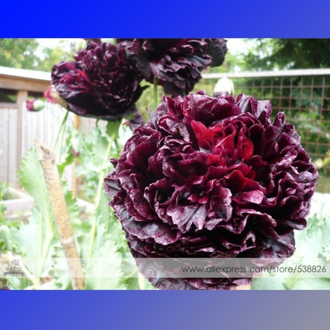 Rare Red Black Peony Flower Seeds, 1 Professional Pack, 5 Seeds / Pack, Heirloom Luo Yang China Garden Peony #NF552