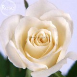 Mixed 9 Types of Rare Rose Perennial Flowers, 50 seeds, Pink Black Red Purple chocolate coffee Blue Rainbow climbing E3806