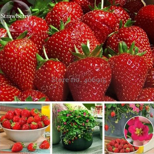 Rare Toscana F1 Fleurostar Strawberry, 100 Seeds, large deep rose cone shaped fruit flowers  E3656