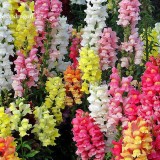 Rare Colorful Snapdragon Flower Mixed Antirrhinum Majus, 50 Seeds, long flowering light up your garden E3613