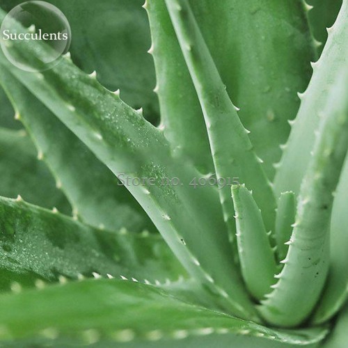 Spiral Aloe Mixed Seeds, 2 seeds, excellent houseplants garden succulent rare plant E3891